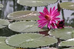 Singapore 05 02 Singapore Botanic Gardens Sacred Lotus with Red Flower